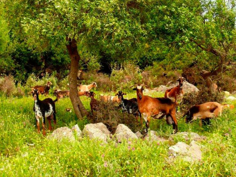 Visita a la granja de cabras Payoyas Crestellina