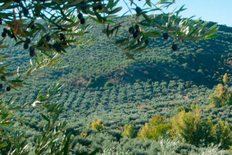 Campo de olivos en Torres , Jaén